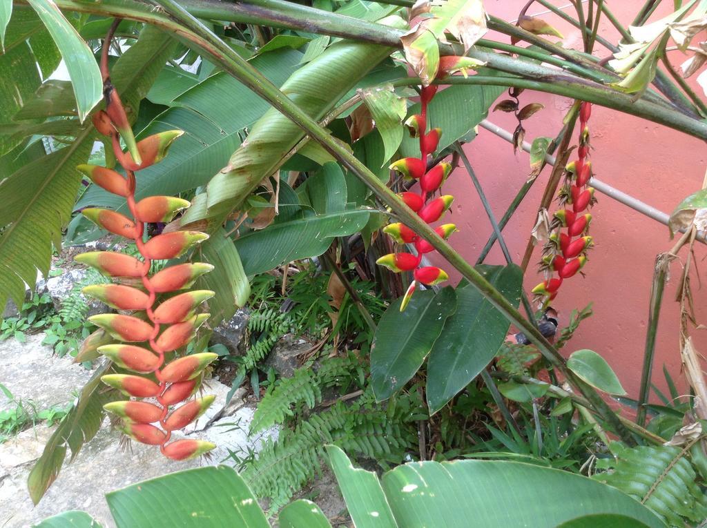 Red Arara Bed & Breakfast Salvador Exterior foto